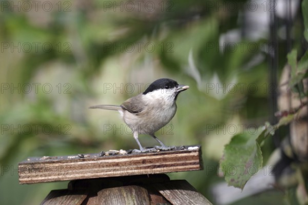 Swamp tit (Poecile palustris), bird food, autumn, The nun tit has found nuts at the feeding site in the garden