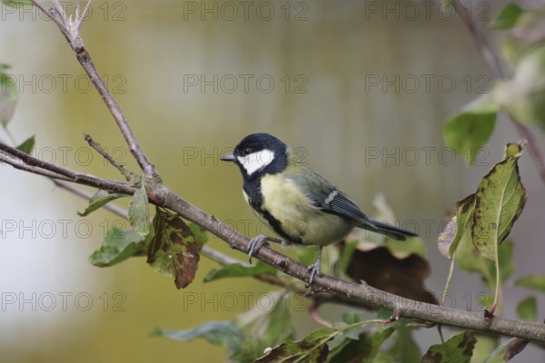 Great tit (Parus major), male, colorful, branch, apple tree, autumn
