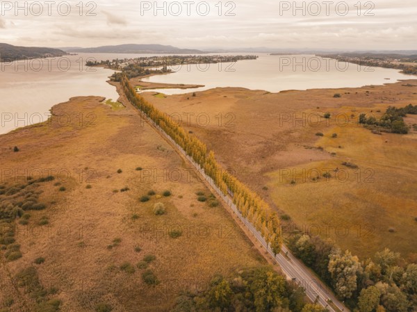 Autumn landscape with a long row of trees along a lake, Lindau, Lake Constance, Germany