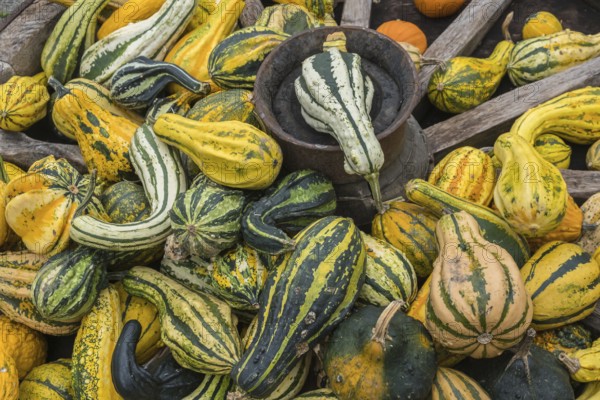 Decorative pumpkins in an old wagon wheel, Münsterland, North Rhine-Westphalia, Germany