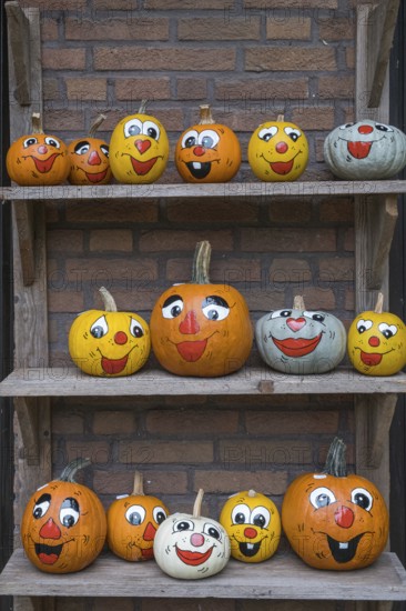 Wooden rack with painted pumpkins, North Rhine-Westphalia, Germany