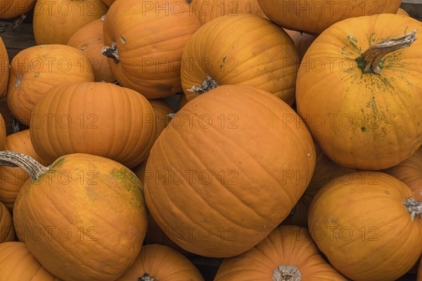 Several orange round pumpkins lying close together, North Rhine-Westphalia, Germany