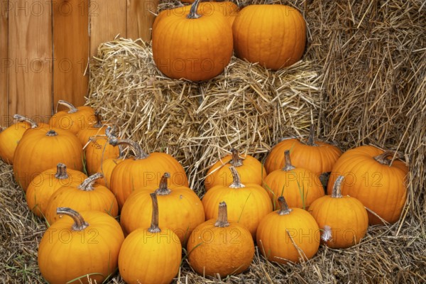 Orange pumpkins arranged on straw bales in front of a wooden barn wall, North Rhine-Westphalia, Germany