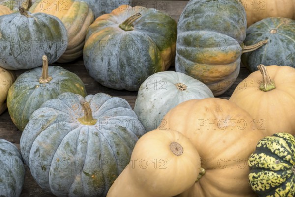 Various pumpkins in blue, yellow and orange arranged on a wooden table, North Rhine-Westphalia, Germany