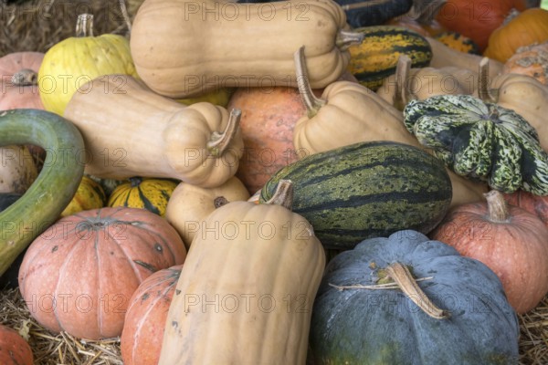 Different types of pumpkins on straw, North Rhine-Westphalia, Germany