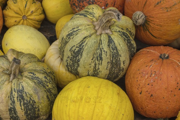 Colourful pumpkins and ornamental pumpkins close together, autumnal and rustic, North Rhine-Westphalia, Germany