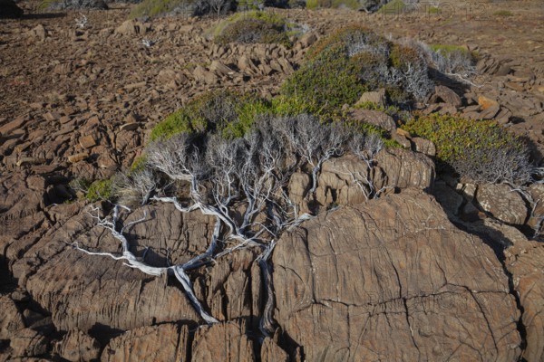 Bush pressed into the rock by the wind. Cape Raoul, Tasman Peninsula, Tasmania, Australia