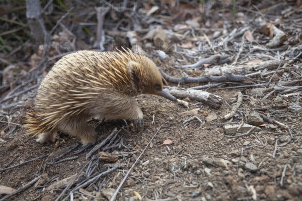 An echidna runs along the path at sunset. Warm light lies over rocks and the sea. Cape Raoul, Tasman Peninsula, Tasmania, Australia