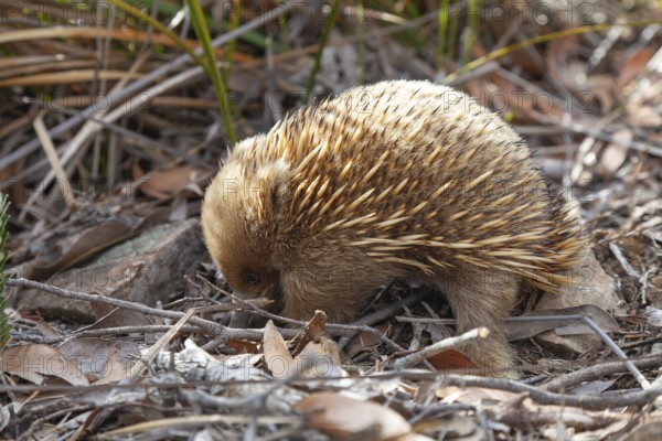 An ant hedgehog searches for food and rummages through the ground along the path at sunset. Warm light shines over rocks and the sea. Cape Raoul, Tasman Peninsula, Tasmania, Australia