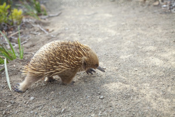 An echidna runs across the path at sunset. Warm light lies over rocks and the sea. Cape Raoul Track, Tasman Peninsula, Tasmania, Australia