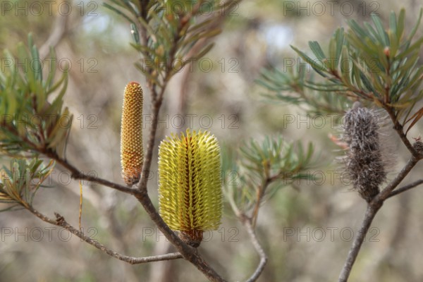 Australian Banksia between rocks and scrubland near Cape Raoul Tasmania