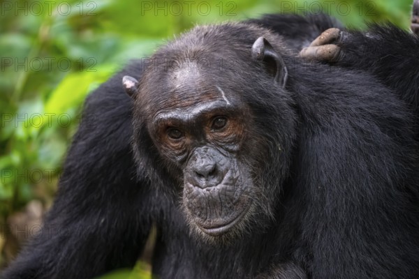 Chimpanzee (Pan Troglodytes), animal portrait, male grooming in the jungle, Kibale National Park, Uganda