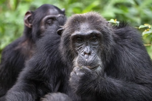 Two chimpanzees (Pan Troglodytes), animal portrait, adult males grooming in the jungle, Kibale National Park, Uganda