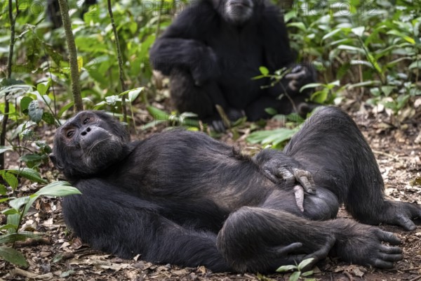 Adult male with hand on penis, chimpanzee (Pan Troglodytes), adult male lying funny in the jungle, Kibale National Park, Uganda