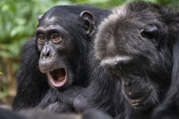 Two chimpanzees (Pan Troglodytes), sad animal portrait, male calling in the jungle, Kibale National Park, Uganda