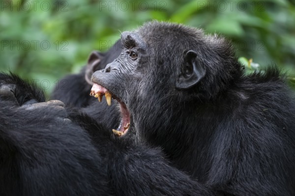 Chimpanzee (Pan Troglodytes), aggression, animal portrait, male grooming in the jungle, Kibale National Park, Uganda