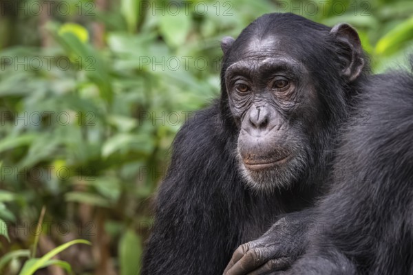 Chimpanzee (Pan Troglodytes), sad animal portrait, male in jungle, Kibale National Park, Uganda