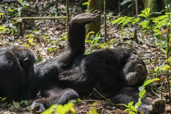 Chimpanzee (Pan Troglodytes) sticks foot in the air, male defrosting, grooming in the jungle, Kibale National Park, Uganda