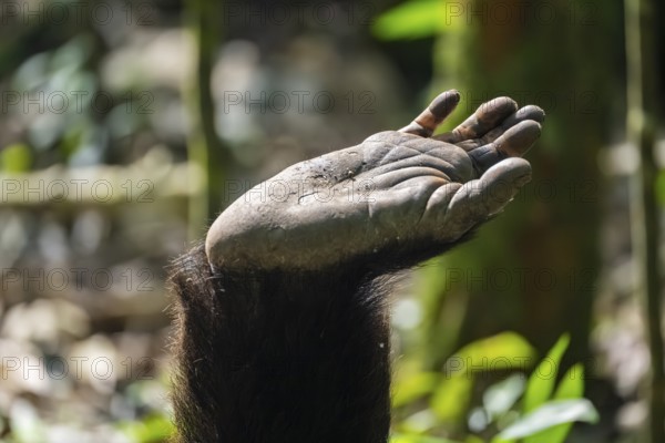 Detail, foot of a chimpanzee (Pan Troglodyte), Kibale National Park, Uganda