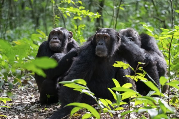 Three chimpanzees (Pan Troglodytes), adult male spawning, grooming in the jungle, Kibale National Park, Uganda
