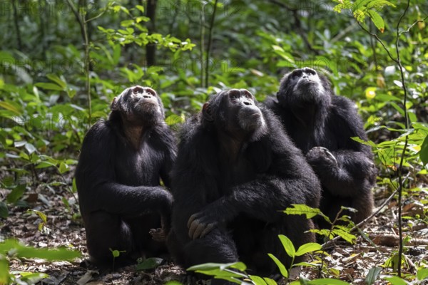 Three chimpanzees (Pan Troglodytes), group of animals, adult males looking up in the jungle, Kibale National Park, Uganda
