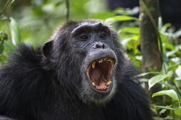 Beautiful animal portrait, chimpanzee (Pan Troglodytes), adult male calling in the jungle, Kibale National Park, Uganda