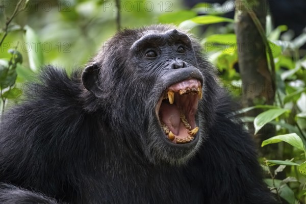 Beautiful animal portrait, chimpanzee (Pan Troglodytes), adult male baring teeth, aggression in the jungle, Kibale National Park, Uganda