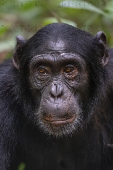 Animal portrait, chimpanzee (Pan Troglodytes), adult male in jungle, Kibale National Park, Uganda