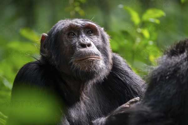 Beautiful animal portrait, chimpanzee (Pan Troglodytes), adult male in jungle, Kibale National Park, Uganda