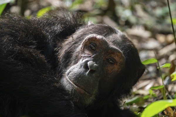 Animal portrait, chimpanzee (Pan Troglodytes), adult male in jungle, Kibale National Park, Uganda