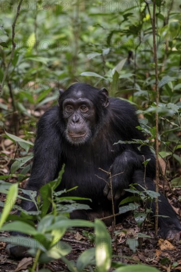 Chimpanzee (Pan Troglodytes), adult male sitting on the ground in the jungle, Kibale National Park, Uganda