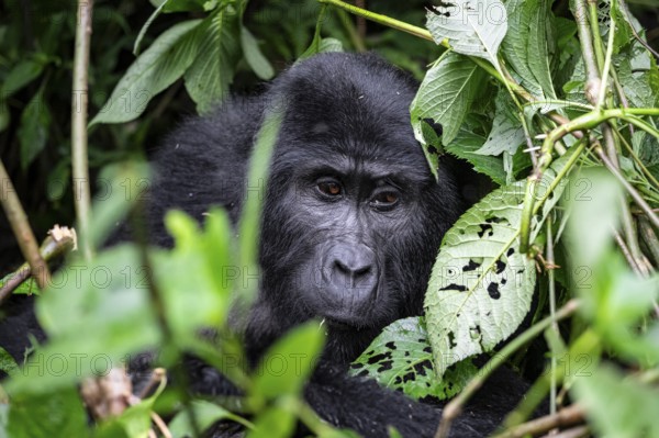 Mountain gorilla (Gorilla beringei beringei), between leaves, animal portrait, Bwindi Impenetrable Forest, Uganda