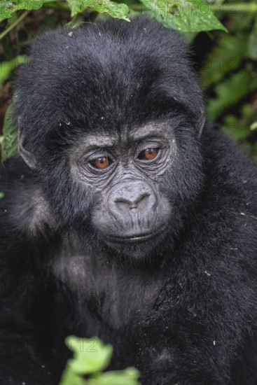 Mountain gorilla (Gorilla beringei beringei), young animal portrait, Bwindi Impenetrable Forest, Uganda