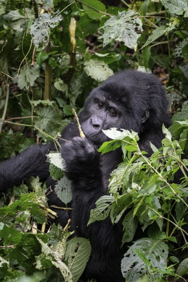 Mountain gorilla (Gorilla beringei beringei), eating leaves, Bwindi Impenetrable Forest, Uganda