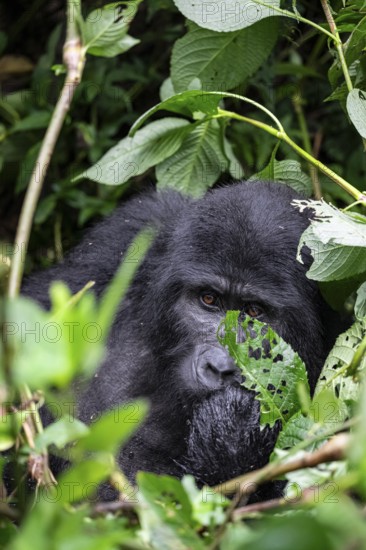 Mountain gorilla (Gorilla beringei beringei), between leaves, animal portrait, Bwindi Impenetrable Forest, Uganda