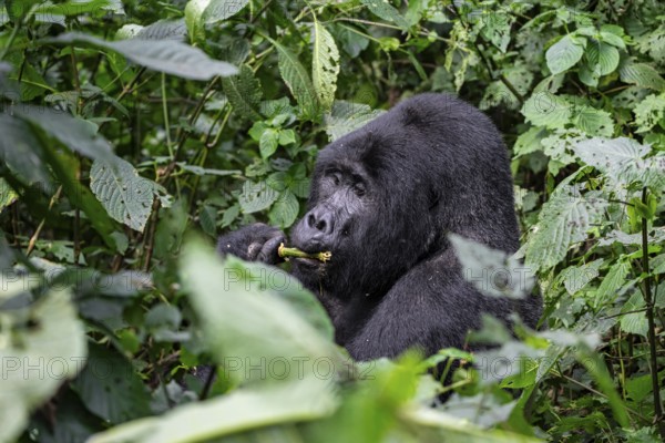 Mountain gorilla (Gorilla beringei beringei), Silverback, among leaves, Bwindi Impenetrable Forest, Uganda