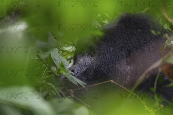 Mountain gorilla (Gorilla beringei beringei), among leaves, Bwindi Impenetrable Forest, Uganda