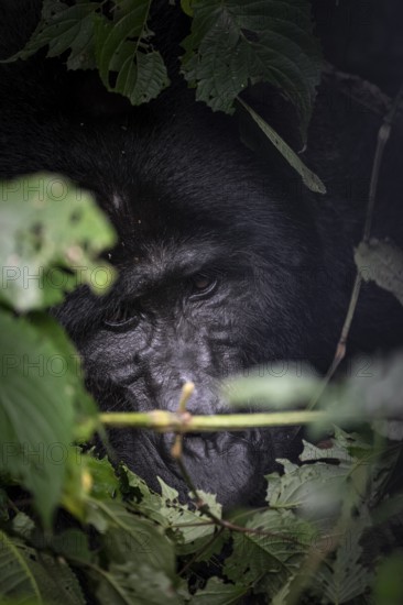 Mountain gorilla (Gorilla beringei beringei), Silverback, between leaves, animal portrait, Bwindi Impenetrable Forest, Uganda