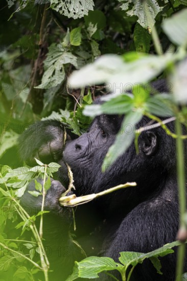 Mountain gorilla (Gorilla beringei beringei), eating leaves, animal portrait, Bwindi Impenetrable Forest, Uganda