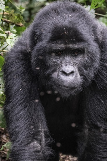 Mountain gorilla (Gorilla beringei beringei), gorilla running among leaves, animal portrait, Bwindi Impenetrable Forest, Uganda
