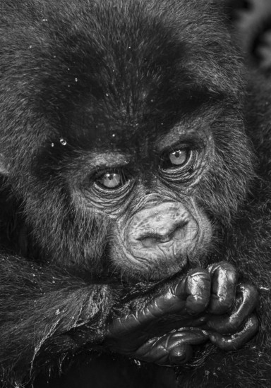 Mountain gorilla (Gorilla beringei beringei), young animal portrait, black and white, Bwindi Impenetrable Forest, Uganda