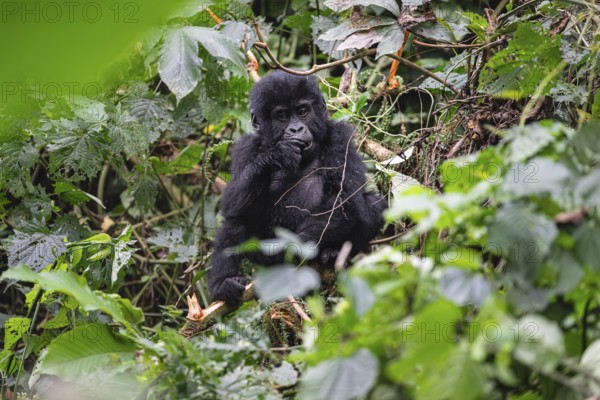 Mountain gorilla (Gorilla beringei beringei), juvenile, eats leaves, Bwindi Impenetrable Forest, Uganda