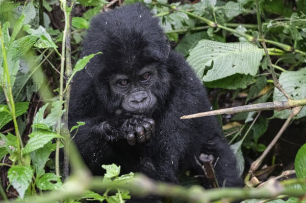 Mountain gorilla (Gorilla beringei beringei), juvenile, Bwindi Impenetrable Forest, Uganda
