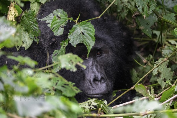 Mountain gorilla (Gorilla beringei beringei), Silverback, between leaves, animal portrait, Bwindi Impenetrable Forest, Uganda