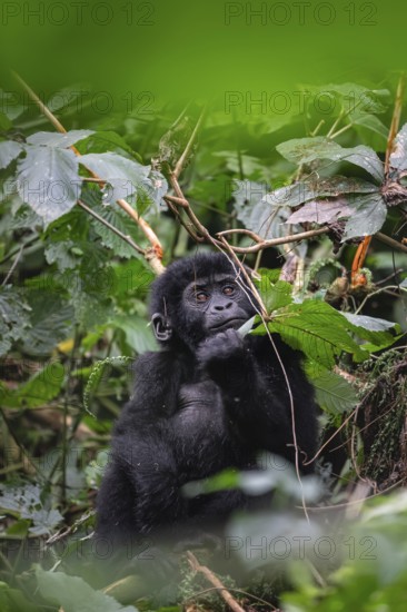 Mountain gorilla (Gorilla beringei beringei), juvenile, Bwindi Impenetrable Forest, Uganda