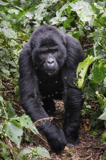 Mountain gorilla (Gorilla beringei beringei), gorilla running among leaves, Bwindi Impenetrable Forest, Uganda