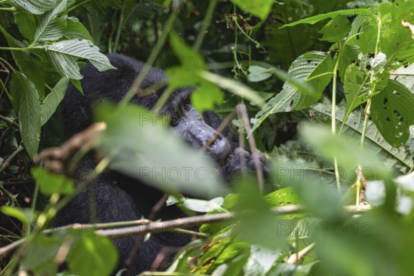 Mountain gorilla (Gorilla beringei beringei), Silverback, in thick vegetation, Bwindi Impenetrable Forest, Uganda