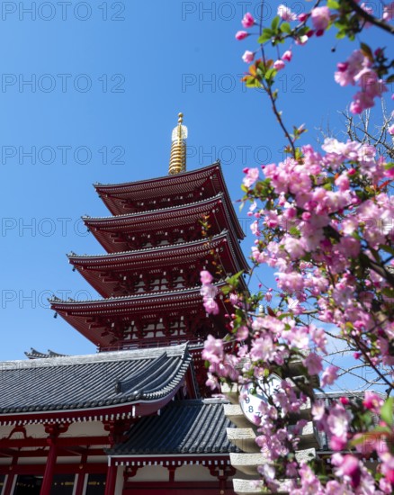 Cherry blossoms and five-story pagoda of Sensoji, Buddhist temple complex, Senso-ji temple, Asakusa, Tokyo, Japan