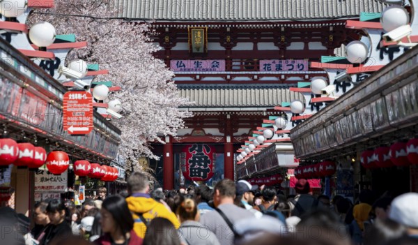 View of numerous visitors on Nakamise-dori shopping street of the Hozomon Gate of Asakusa Shrine or Senso-ji Temple, blooming cherry trees, Buddhist temple complex, Asakusa, Tokyo, Japan