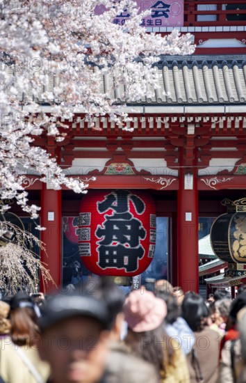 View of numerous visitors on Nakamise-dori shopping street of the Hozomon Gate of Asakusa Shrine or Senso-ji Temple, blooming cherry trees, Buddhist temple complex, Asakusa, Tokyo, Japan